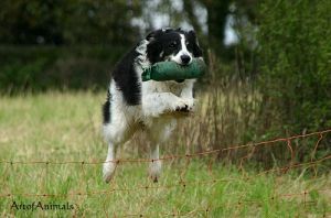 Jim Knopf beim Dummytraining